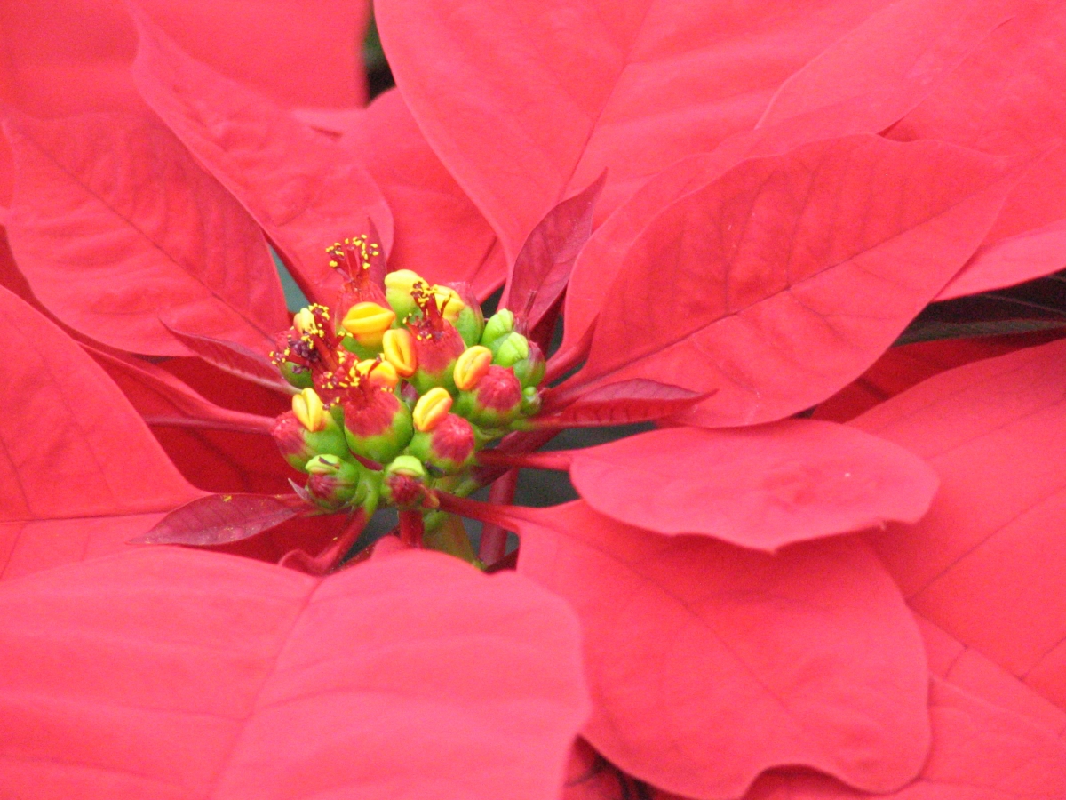 The Point of Poinsettias Plantscapers