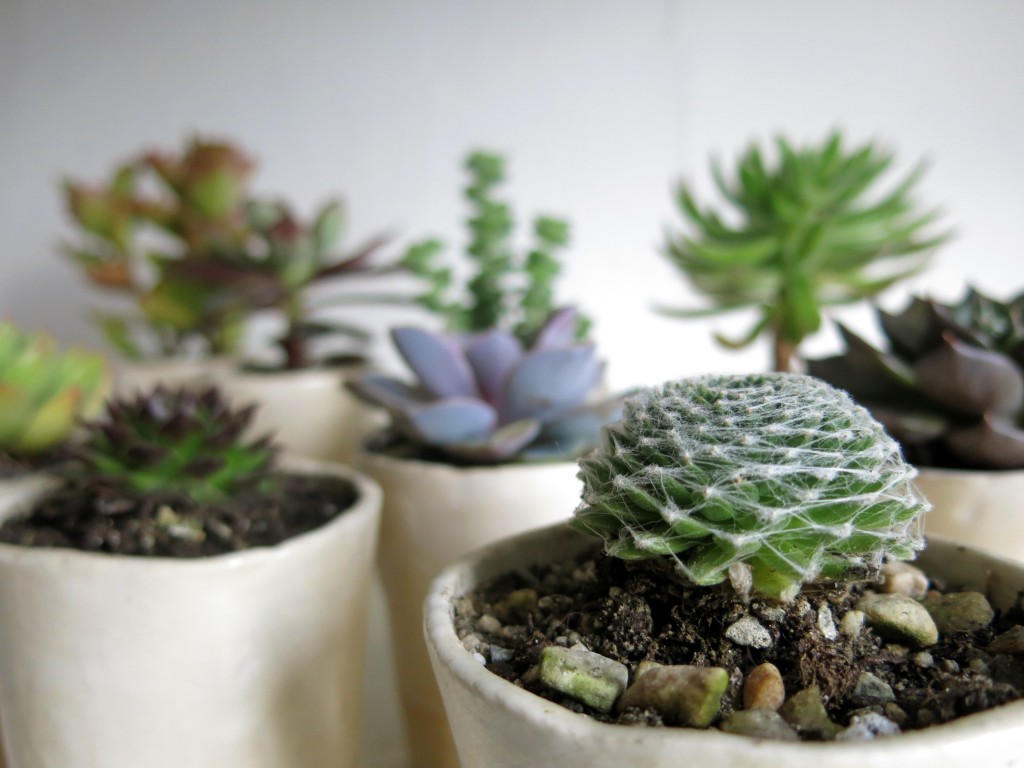 Image result for cactus soil mix