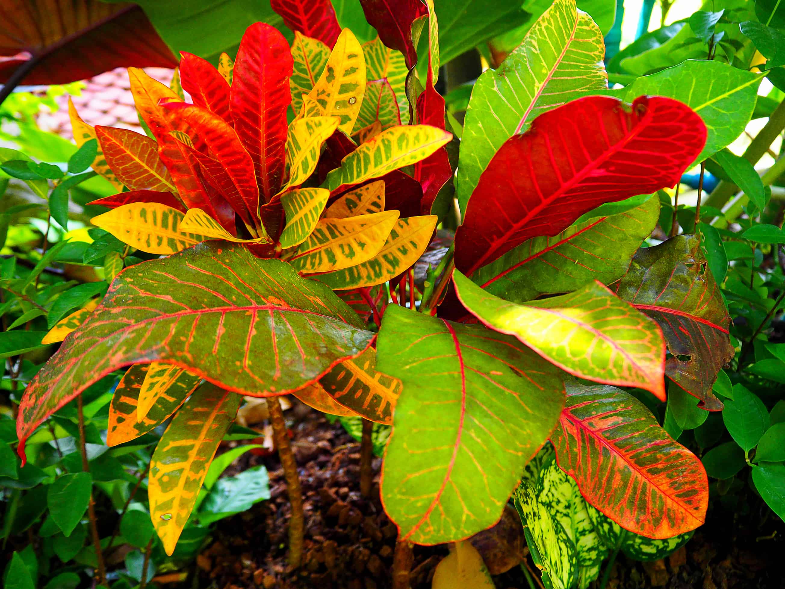 Dive Into Fall with 4 Decorative Indoor Plants - Plantscapers